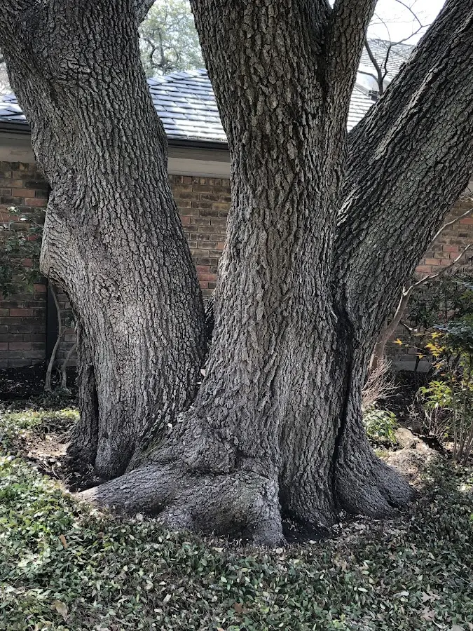 Mature heritage tree close to a Seney property cared for by certified arborists
